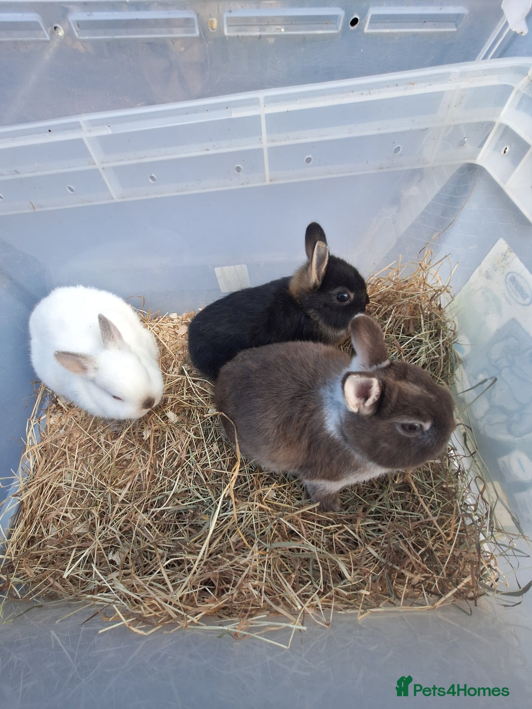 Netherland Dwarf rabbits for sale: 4 baby Netherland dwarf rabbits for sale £50 each  - Image 4