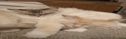 Ragdoll cats for sale: Last lynx ragdoll ready now - Advert 9