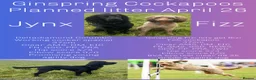 Cockapoo dogs for sale: Cockapoo puppies thoroughly health tested - Advert 11