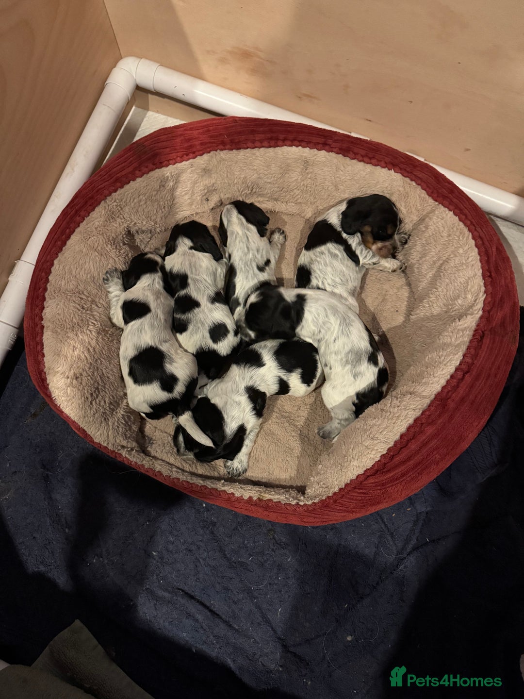 Cocker Spaniel dogs for sale: KC Registered Cocker Spaniels - Blue Roan - Image 3