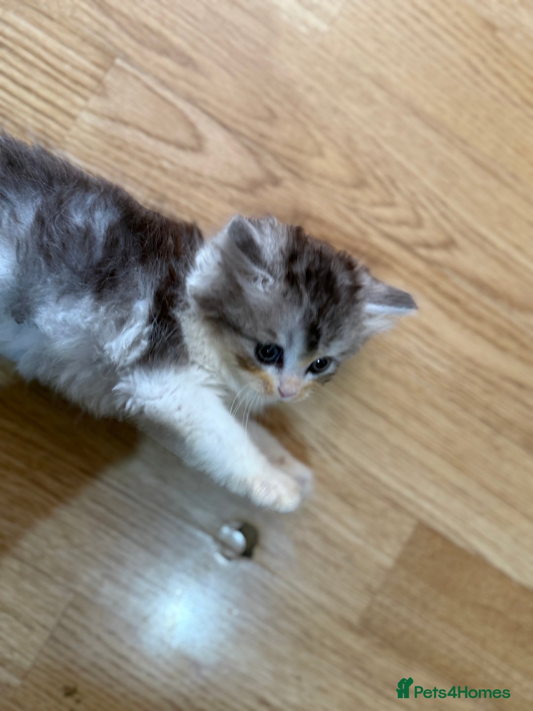 Mixed Breed cats for sale: Kittens for sale  - Image 1