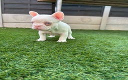 French Bulldog dogs for sale: Pink French bulldog puppies - Image 7