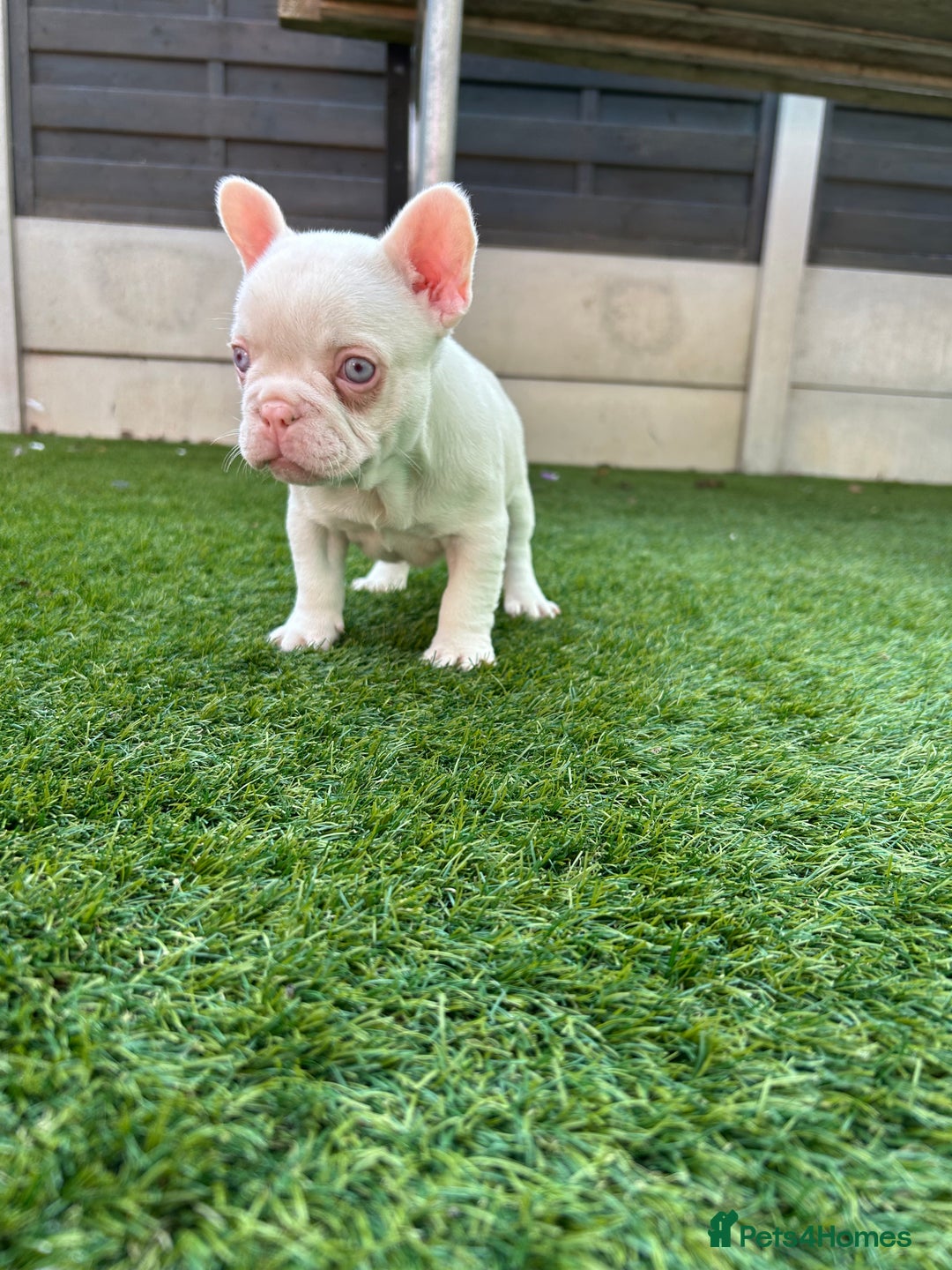 French Bulldog dogs for sale: Pink French bulldog puppies - Image 7