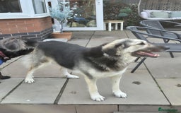 Mixed Breed dogs for adoption: Abbie is saying hi  - Image 6