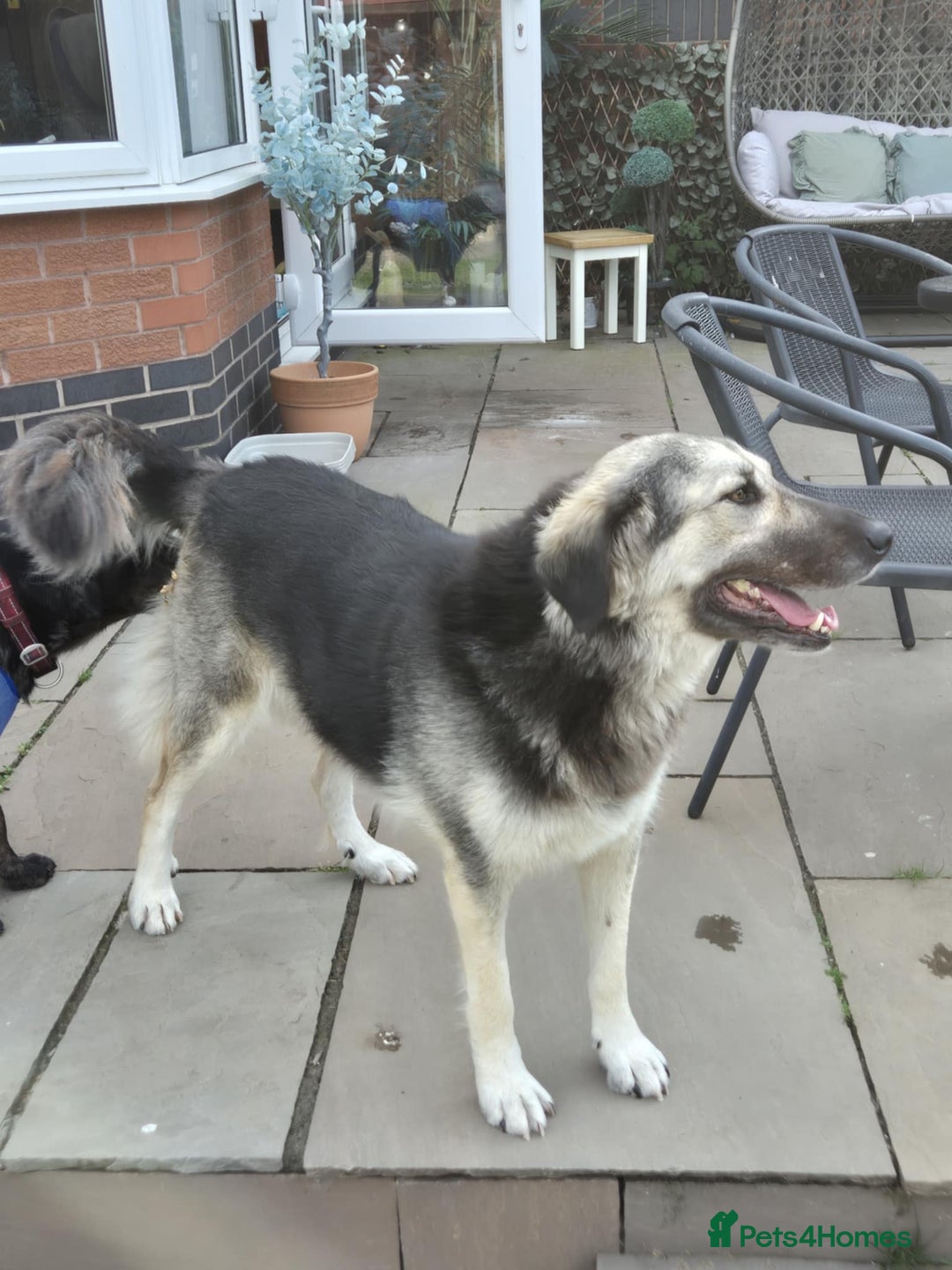 Mixed Breed dogs for adoption: Abbie is saying hi  - Image 6