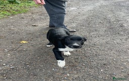 Border Collie dogs for sale: Collie - Image 6