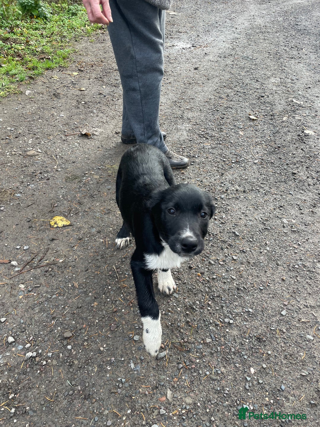 Border Collie dogs for sale: Collie - Image 6