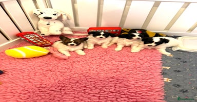 Papillon dogs - Advert 5