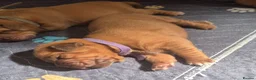 Dogue De Bordeaux dogs for sale: KC Registered Dogue de Bordeaux Puppies-Champion  - Advert 37