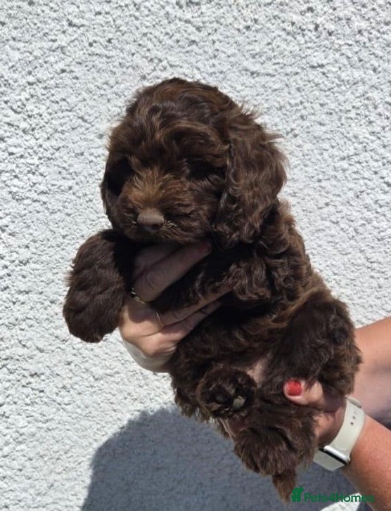 Cockapoo dogs Last boy! Ready to leave F1 Cockapoo - Advert 2