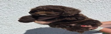Cockapoo 1