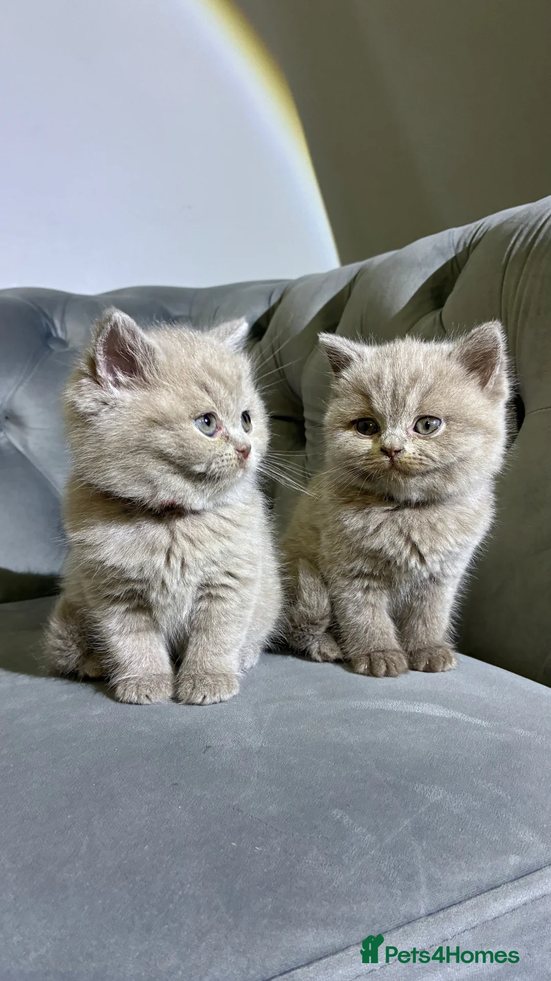British Shorthair cats for sale: BRITISH SHORTHAIR 🩶 LILAC KITTENS - READY SOON  - Advert 2