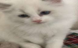 Ragdoll cats for sale: Ragdoll kittens  - Image 17