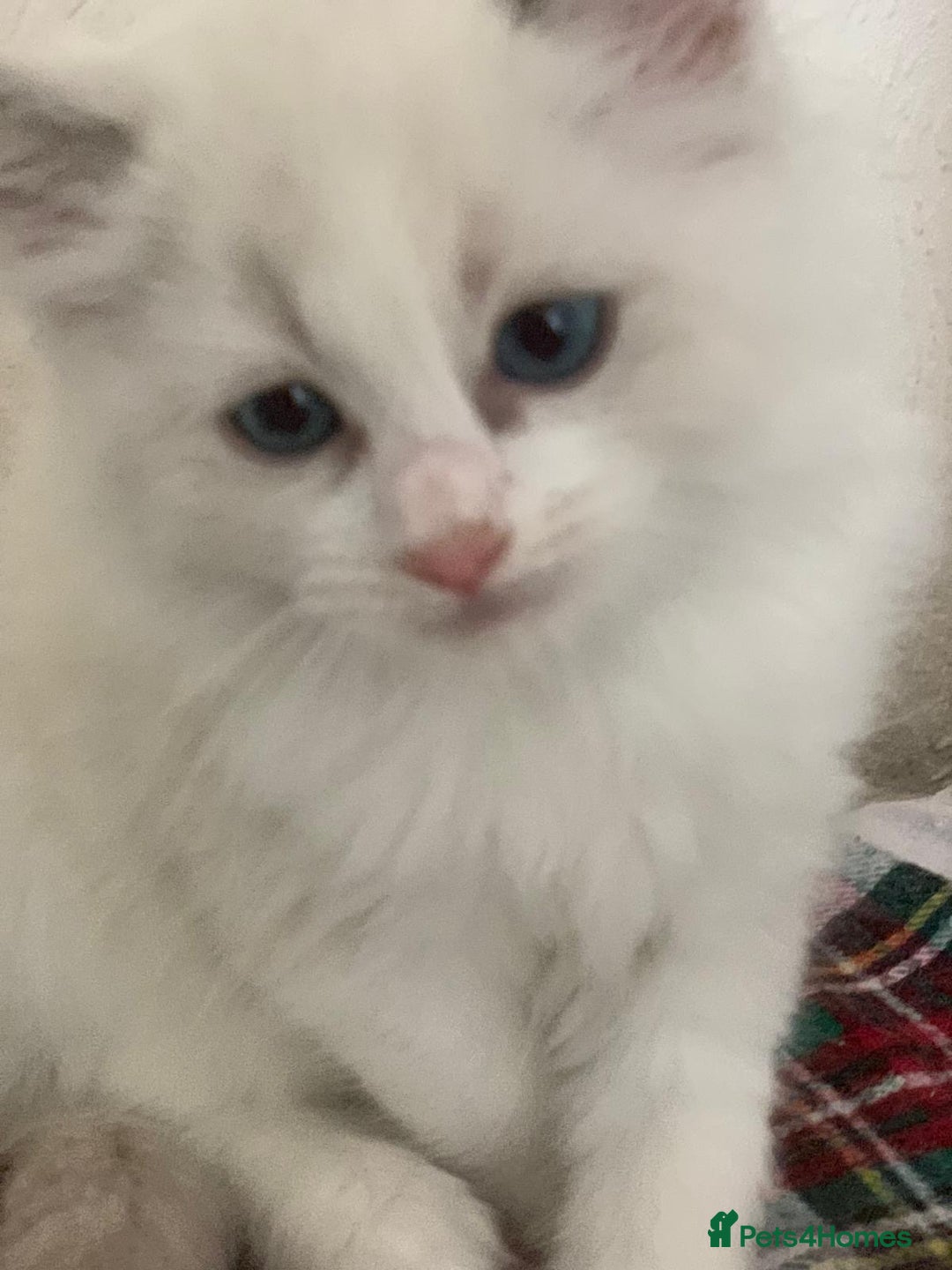 Ragdoll cats for sale: Ragdoll kittens  - Image 17