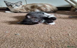 Mixed Breed cats for sale: Beautiful Kittens. Males and females - Image 7