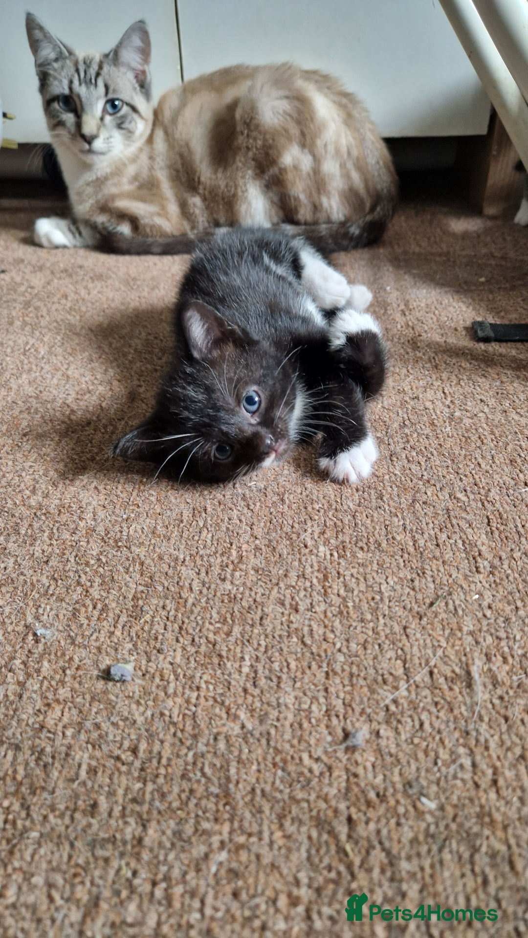 Mixed Breed cats for sale: Beautiful Kittens. Males and females - Image 7