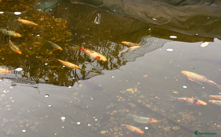 Koi Carp fish - Advert 5