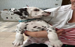 Dalmatian dogs for sale: Our gorgeous Liver boy  - Image 10