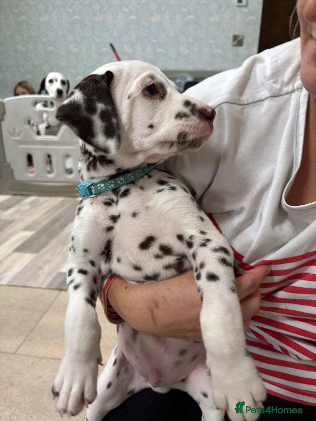 Dalmatian dogs for sale: Our gorgeous Liver boy  - Image 10