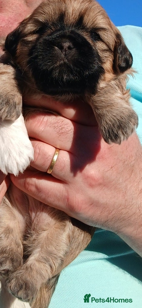 Shih Tzu dogs Last Girl Remaining - Advert 1