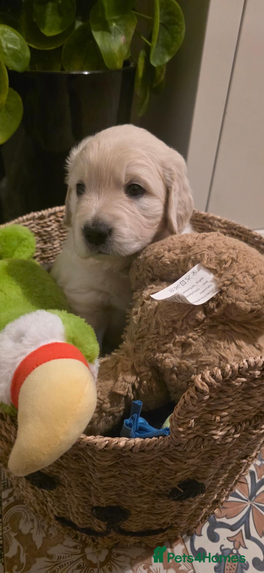 Golden Retriever dogs 1 Male KC Golden Retriever 🧬Health Tested Parents - Advert 8