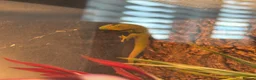 Gecko reptiles for sale: Juvenile Madagascan day gecko with terrarium - Advert 3