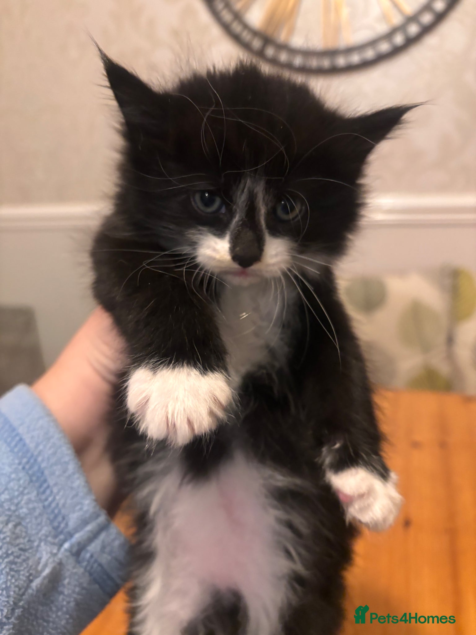 Mixed Breed cats Fluffy Kittens Maine Coon Cross  - Advert 13