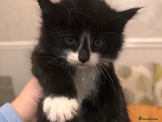 Mixed Breed cats Fluffy Kittens Maine Coon Cross - Advert 13