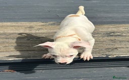 American Bulldog dogs for adoption: 5 GORGEOUS AM BULL X PUPS 12WKS OLD - Image 9
