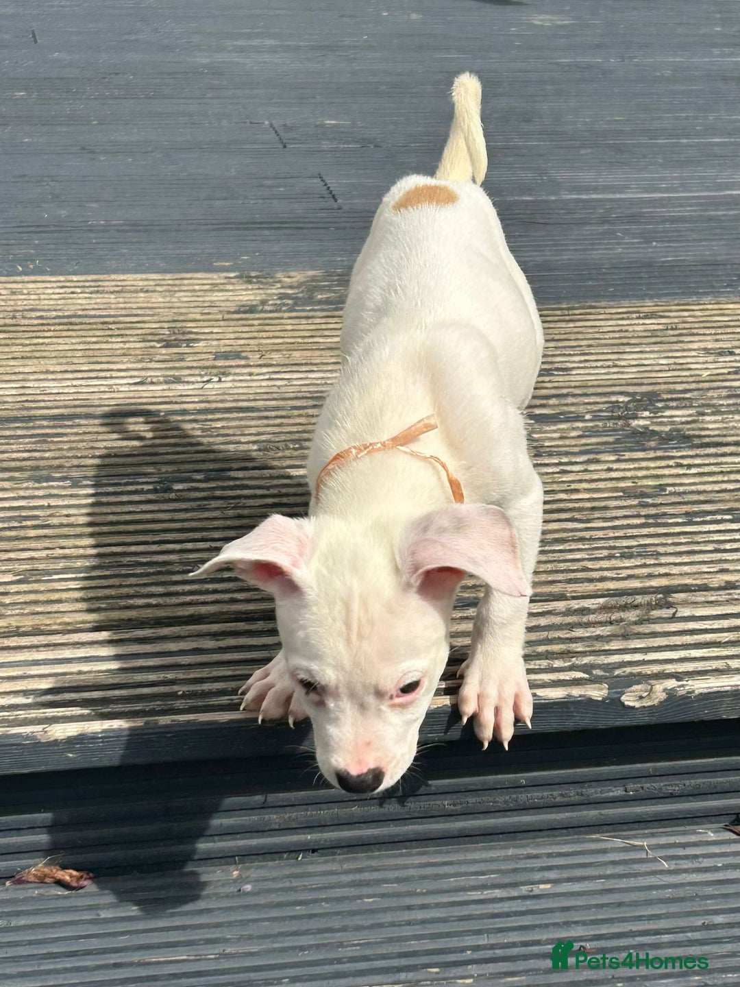 American Bulldog dogs for adoption: 5 GORGEOUS AM BULL X PUPS 12WKS OLD - Image 9