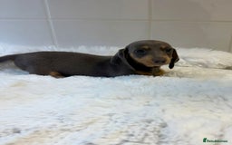 Miniature Dachshund dogs for sale: 2 stunning miniature dachshund puppy’s  - Image 16