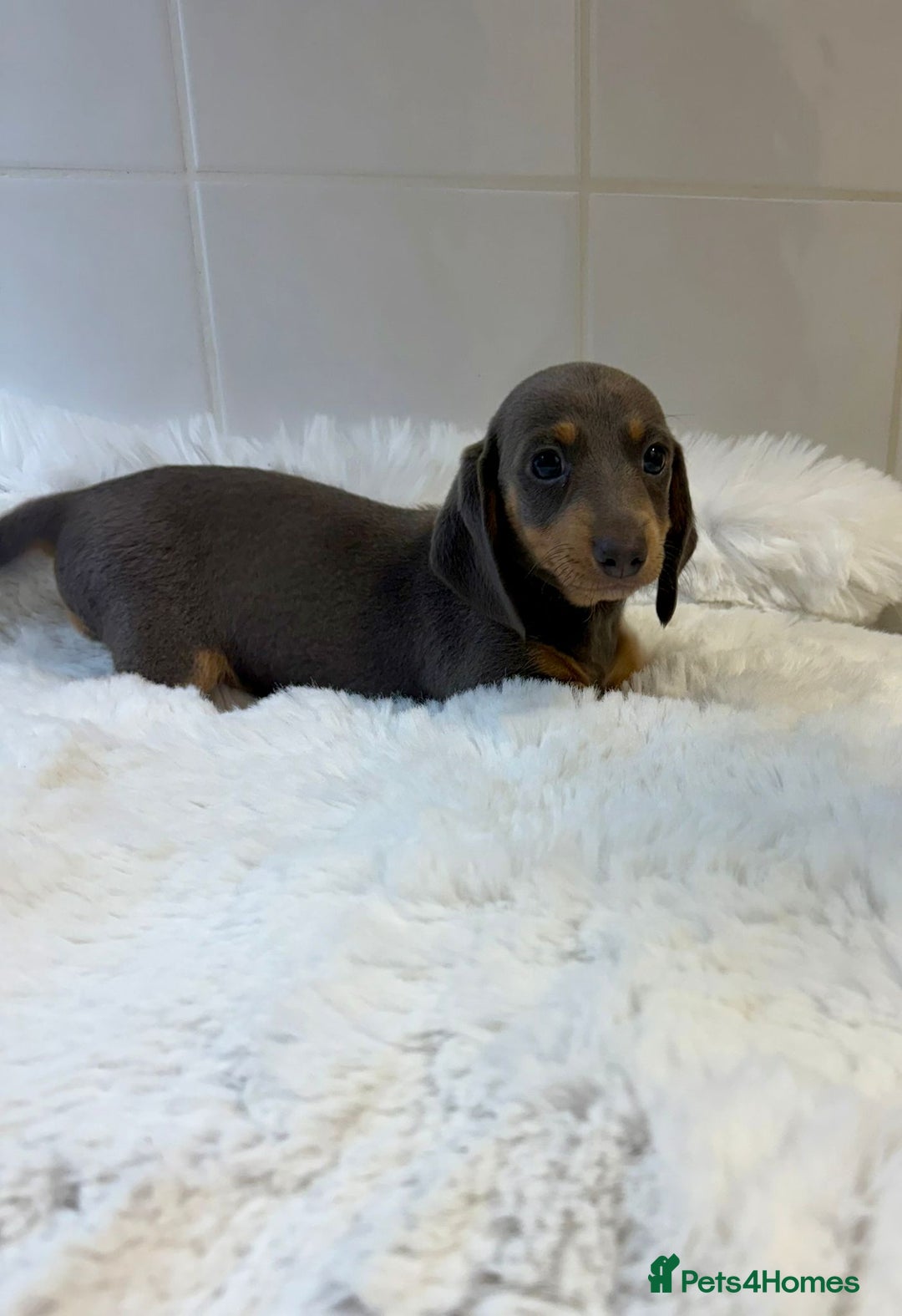 Miniature Dachshund dogs for sale: 2 stunning miniature dachshund puppy’s  - Image 16