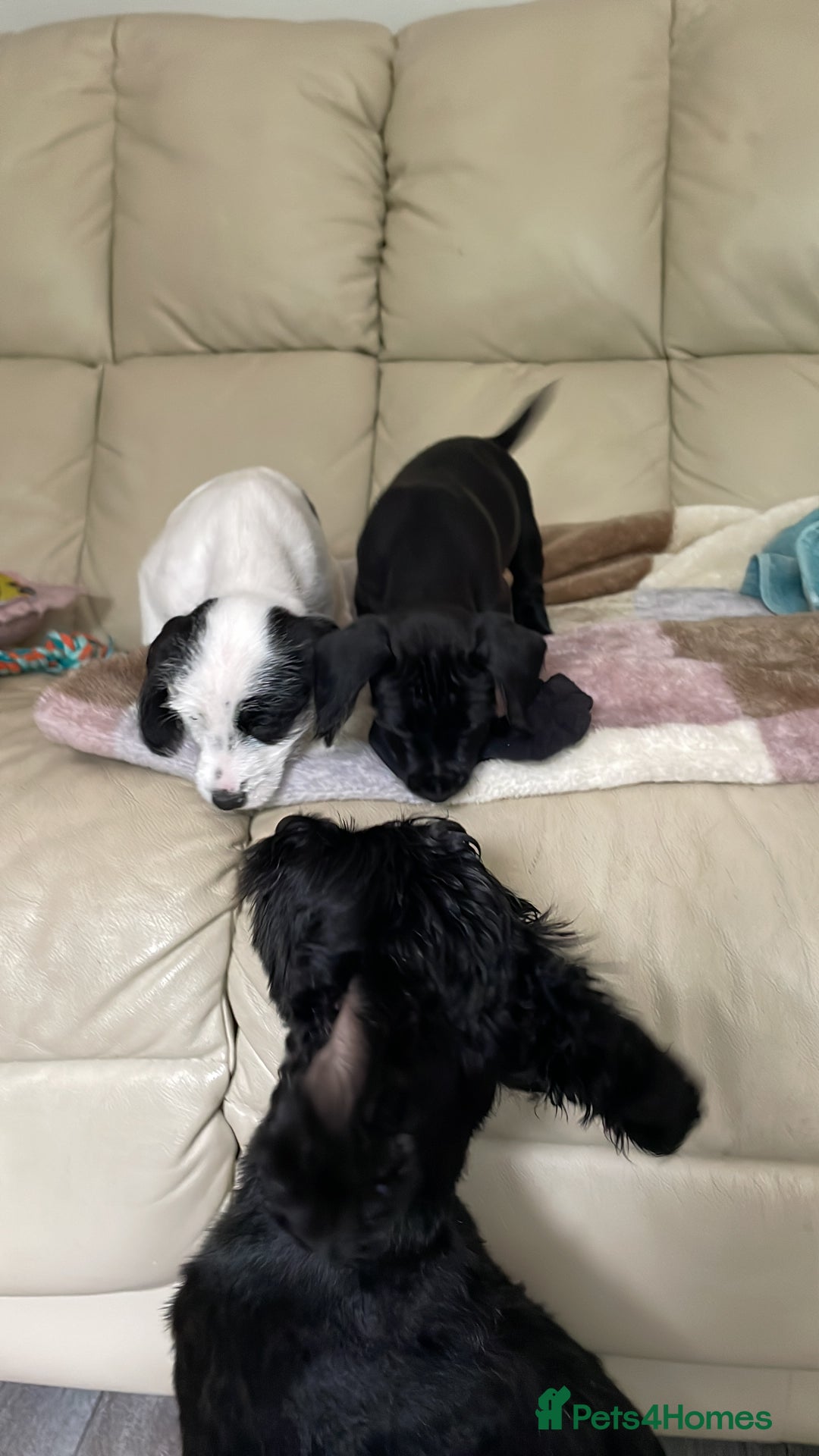 Mixed Breed dogs for sale: 2 boys available  in East Grinstead - Image 2