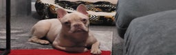French Bulldog dogs for sale: Male French bulldog - Advert 5