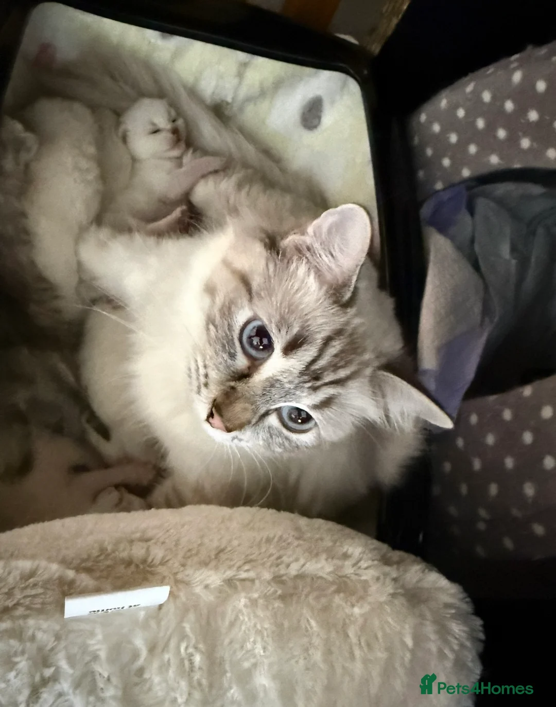 Ragdoll cats for sale: Lovely Ragdoll looking for lovely family - Advert 4