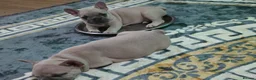 French Bulldog dogs for sale: Beautiful Blue French bulldog  - Advert 2