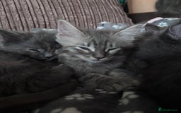 Ragcoon cats for sale: Beautiful Maine Coon x Ragdoll Kittens  Available - Image 10