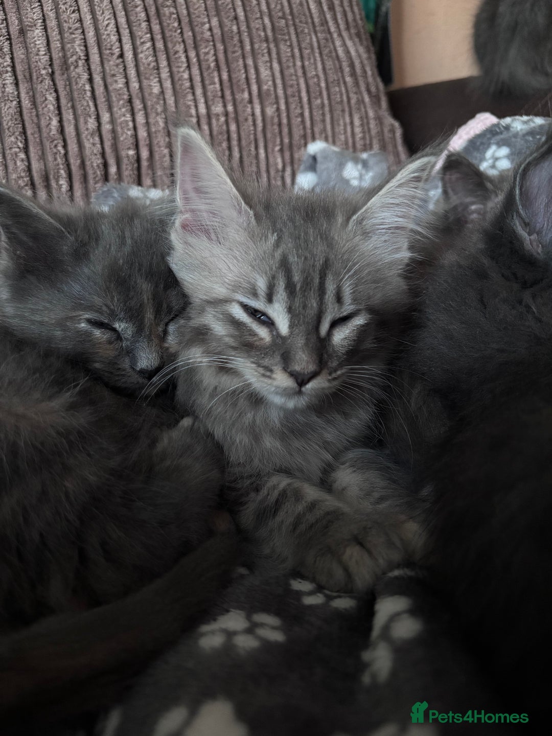 Ragcoon cats for sale: Beautiful Maine Coon x Ragdoll Kittens  Available - Image 10
