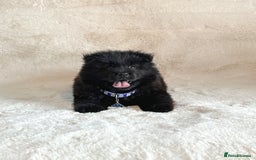 Chow Chow dogs for sale: Adorable black male chowsky puppy for sale  - Image 6