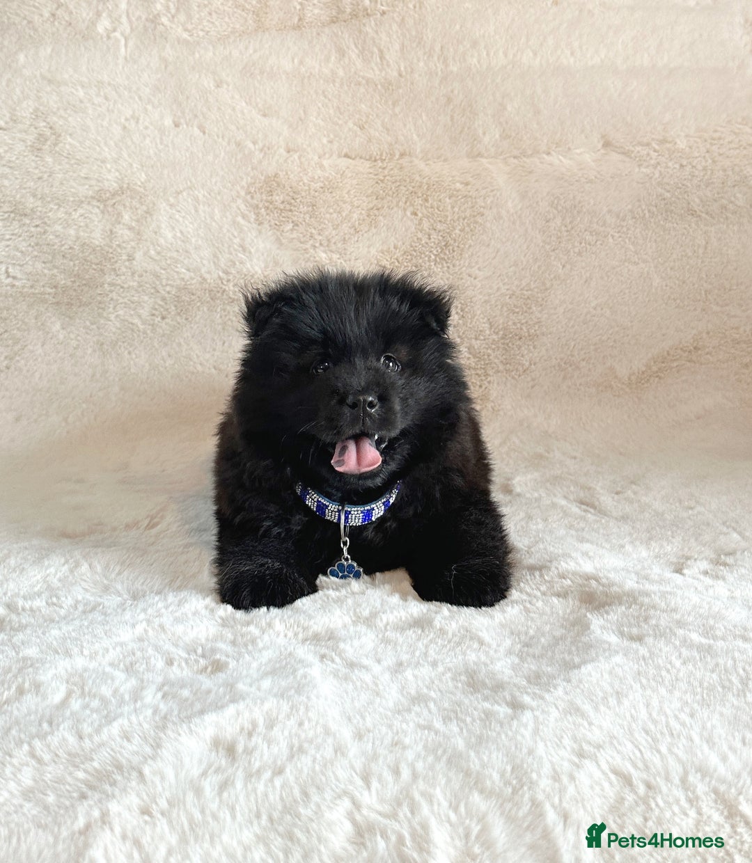 Chow Chow dogs for sale: Adorable black male chowsky puppy for sale  - Image 6