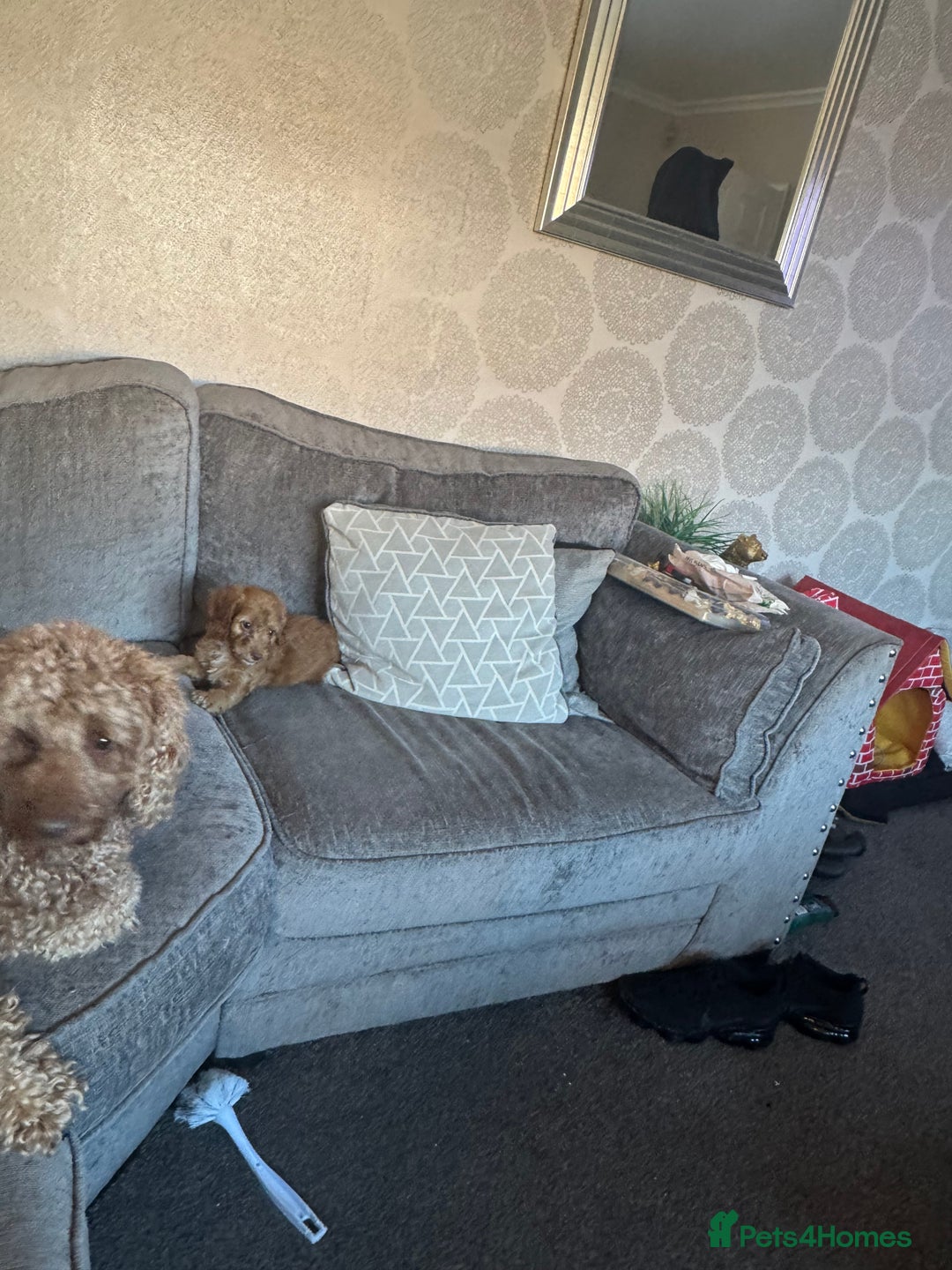 Cockapoo dogs for sale: F1 Cockapoo puppy’s  - Image 5