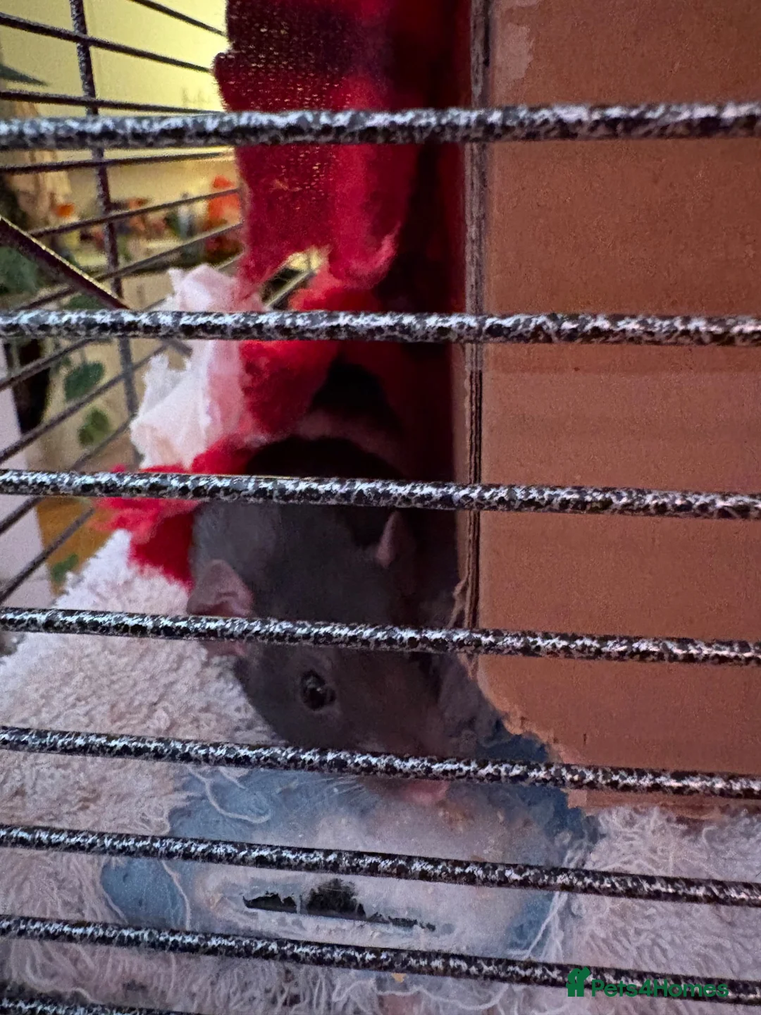 Rat rodents for sale: 3 sister rats  in Bristol - Advert 13