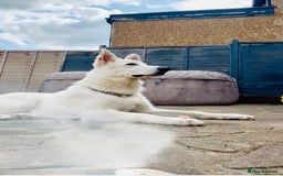 German Shepherd dogs for sale: 6 month old white German Shepard male - Image 1