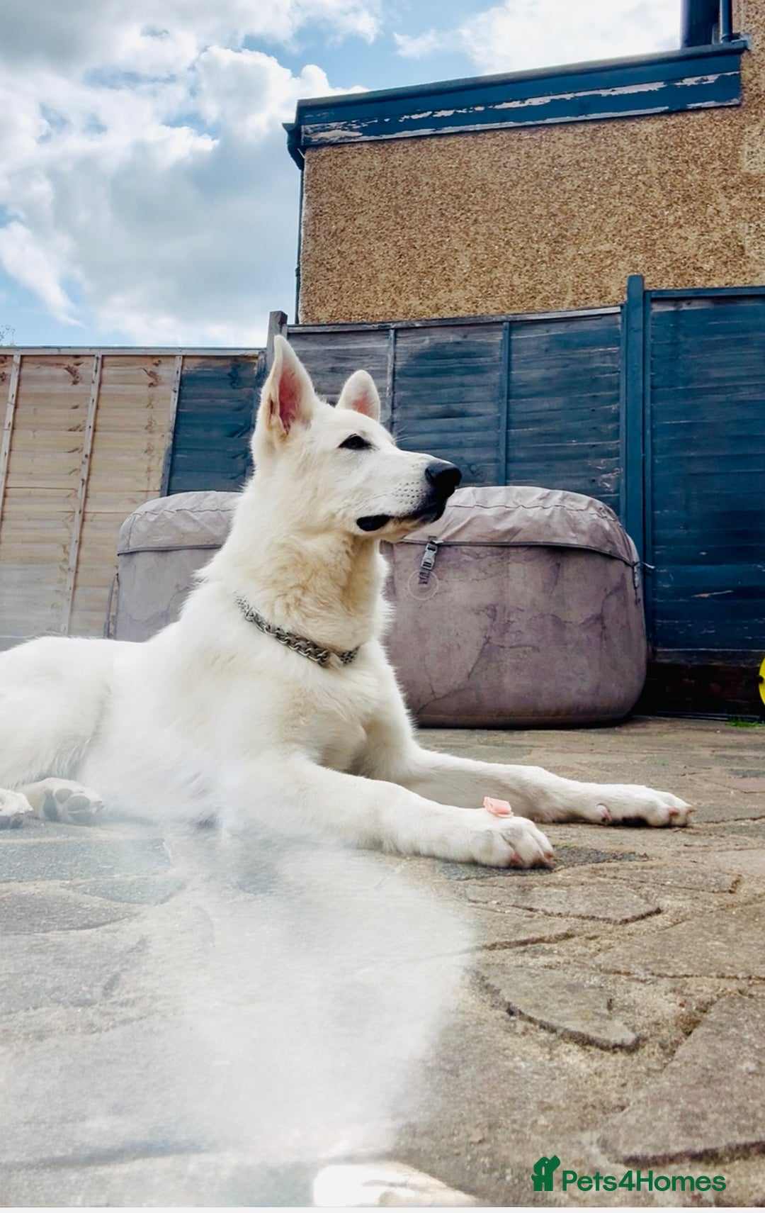 German Shepherd dogs for sale: 6 month old white German Shepard male - Image 1