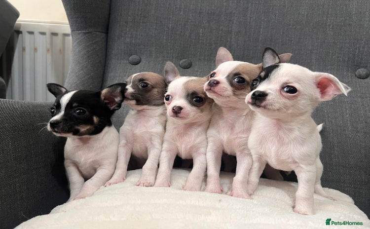 Chihuahua dogs - Advert 1