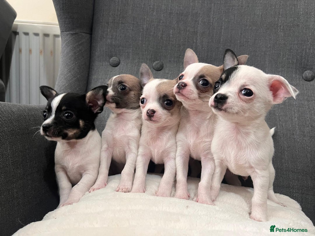Chihuahua dogs for sale: 5Stunning tiny Smooth coat 🍏head chihuahua puppys - Image 1