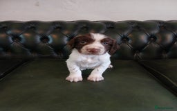 English Springer Spaniel dogs for sale: Kc Reg English Springer spaniel boys in Dorchester - Image 22