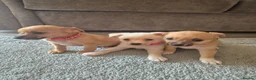 Mixed Breed dogs for sale: Jack russell x pomeranian  - Advert 2