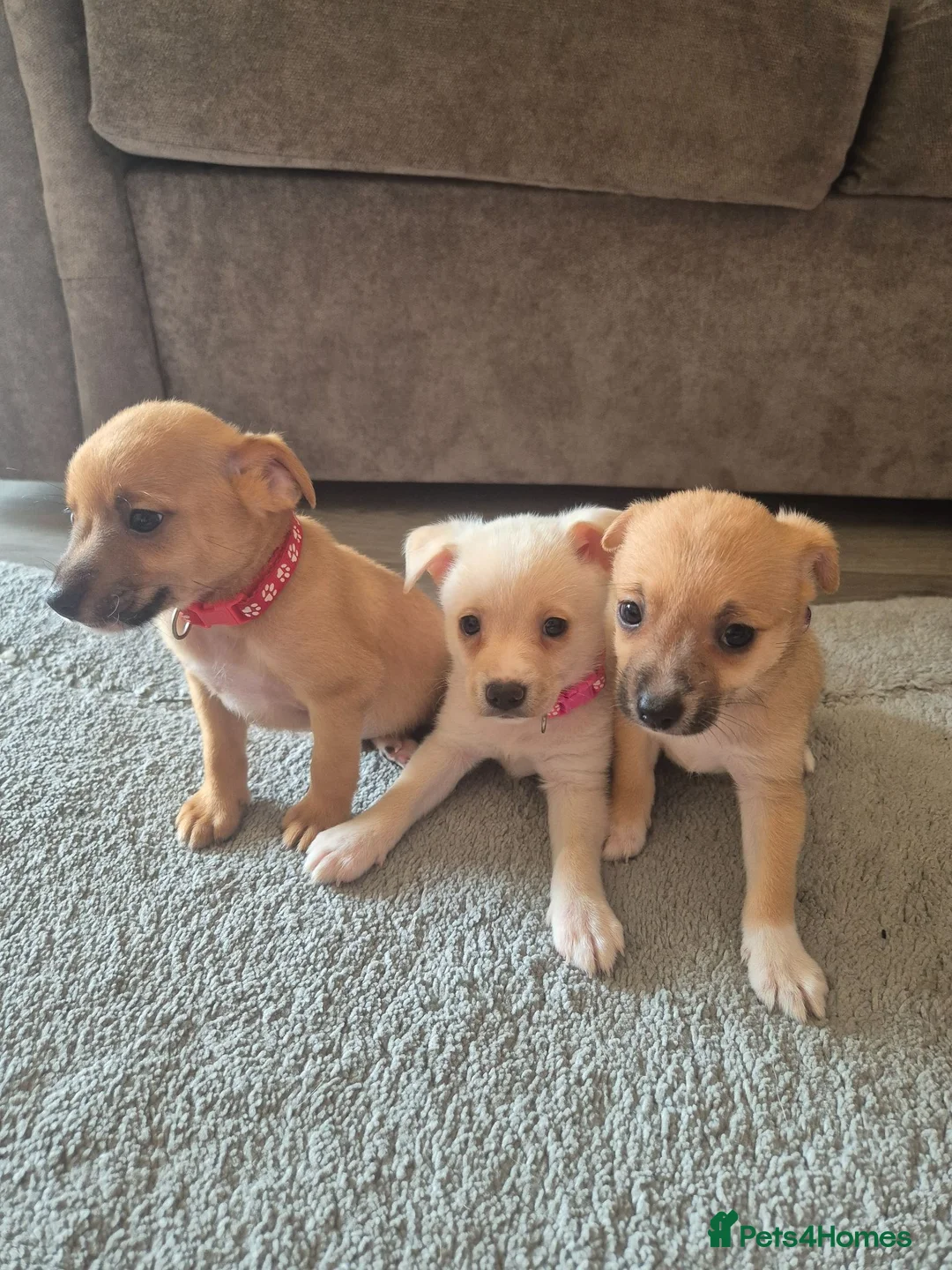 Mixed Breed dogs for sale: Jack russell x pomeranian  - Advert 2