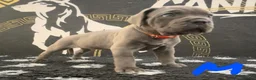 Cane Corso dogs for sale: Cane corso puppies in Rochford - Advert 13